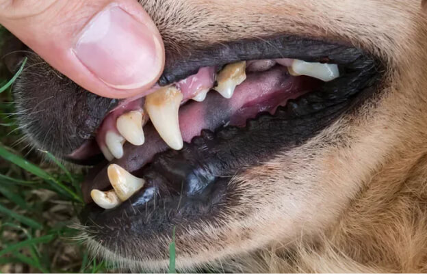 Налет на зубах собаки